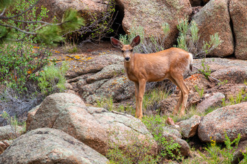Eleven Mile Canyon Deer