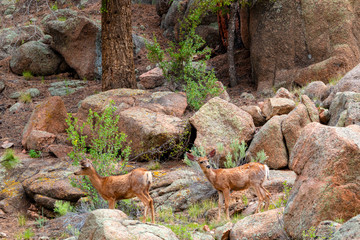 Eleven Mile Canyon Deer