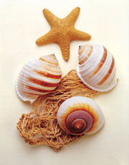 seashells and starfish on white background