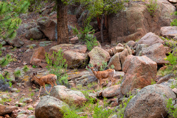 Fototapeta na wymiar Eleven Mile Canyon Deer