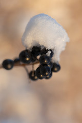 The privet under the snow. Winter frostbite of shrubby plants. The poisonous black berry has ripened. Subtle swirly bokeh in the background.	