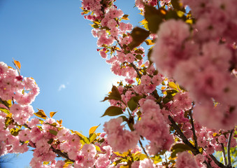 Looking up at beautiful pink tree blossoms. 