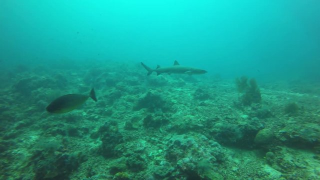 Whitetip Reef Shark hunting on coral reef 