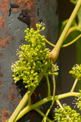 Viticulture - flowers of the vine. Wine-making. Technology of wine production. Wine production in Moldova.