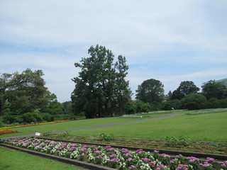 Obraz premium Blue Sky and Tree