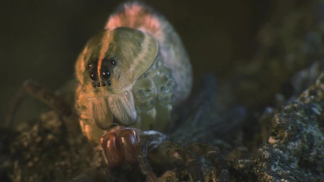 Fishing spider molting skin 1193 6