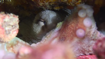 Reef octopus, Octopus cyanea building a rock wall to hide macro closeup 