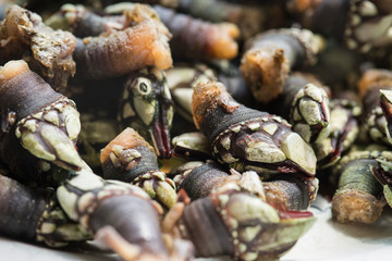 close-up of a plate of Galician barnacles