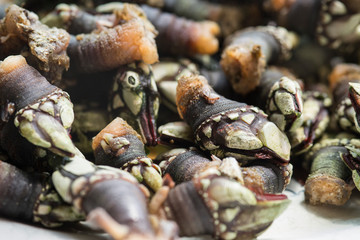 close-up of a plate of Galician barnacles