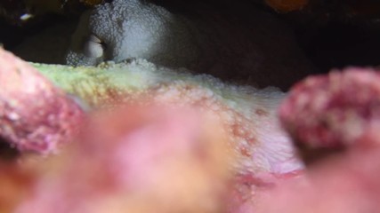 Reef octopus, Octopus cyanea building a rock wall to hide macro closeup 