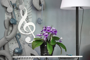 Violet flower in a pot in the interior of the scene of a music event, background.