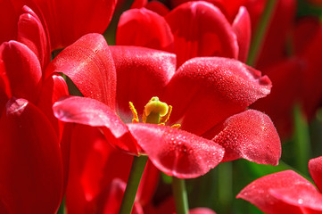 Red wet tulip detail