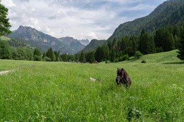 Fototapeta na wymiar Horse in the middle of nature in the mountains, Pera di Fassa in Fal di Fassa, Trentino Alto Adigi, Dolomites, Italy. Montagnia in summer.