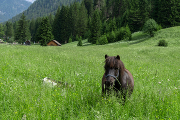 Horse in the middle of nature in the mountains, Pera di Fassa in Fal di Fassa, Trentino Alto Adigi, Dolomites, Italy. Montagnia in summer.