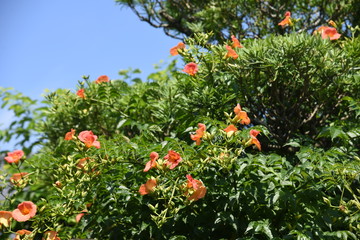 Chinese trumpet creeper (Trumpet vine) blooms beautiful flowers of orange and red from summer to autumn and adheres to other trees to stretch the vins.