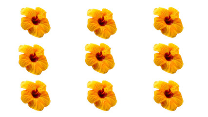 Many yellow hibiscus, isolated on white                               