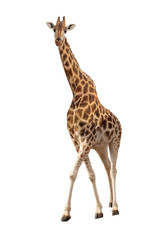 Endangered Rothschilds Giraffe Isolated