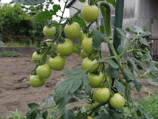 家庭菜園のトマト
