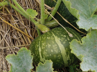 家庭菜園のかぼちゃ