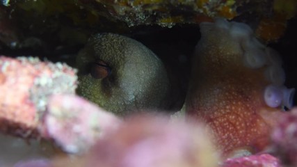 Reef octopus, Octopus cyanea building a rock wall to hide macro closeup 