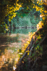 Beautiful scenery in the wild with lake and trees surrounding.