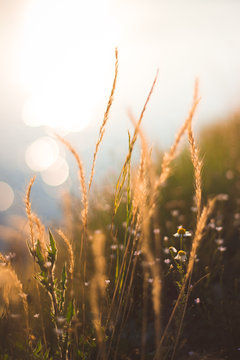 Close-up photo of grass. Floral, spring, summer concept. Clean environment