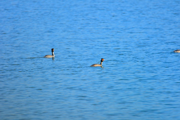 Crested grebe in water