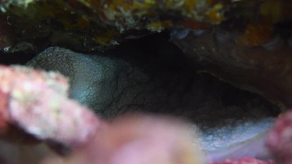 Reef octopus, Octopus cyanea building a rock wall to hide macro closeup 