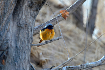 The north red Robins