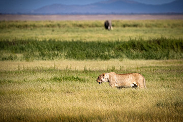Lion Walking Through Grassland Field in Kenya