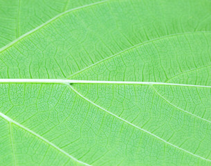 Green leaf