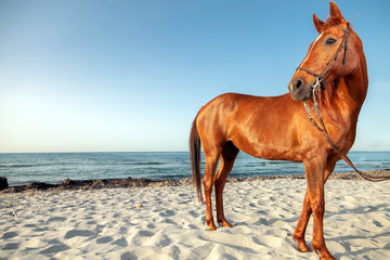 brown horse on the beach at golden hour