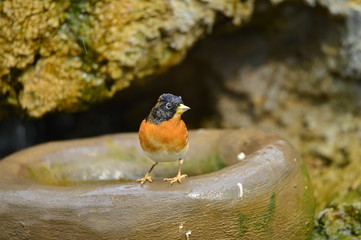 The outdoor fringillidae birds in the park