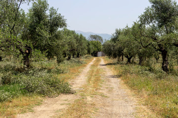 Fototapeta na wymiar Pruning of olive trees (Peloponnese, Greece)