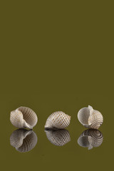 three seashells on grey background with reflection