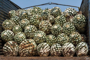 Llevan a la fabrica de tequila las bolas de agaves en un camión.