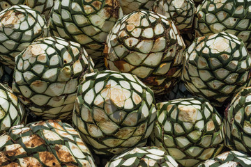 Las bolas de agave para preparar el tequila están ordenadas unas sobre otras.