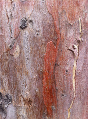 Eucalyptus bark