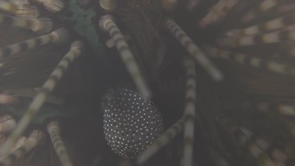 Banded Sea Urchin, Echinothrix calamaris macro closeup 