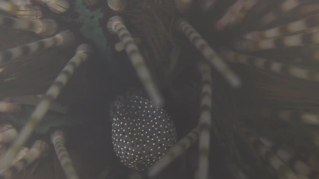 Banded Sea Urchin, Echinothrix calamaris macro closeup 