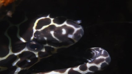Fishing hook stuck inside Moray eel mouth macro closeup 