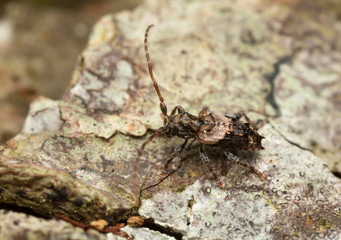 Pogonocherus hispidus on linden wood photographed with high magnification
