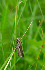 Femle Common green grasshopper, Omocestus viridulus on grass 