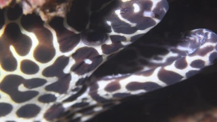 Fishing hook stuck inside Moray eel mouth macro closeup 