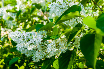 Spring flowers - a branch of white blossoming lilac against the background of green foliage.