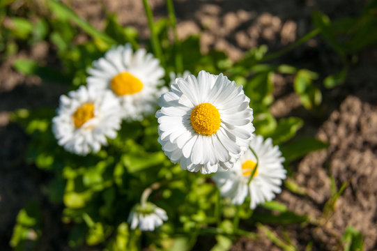 Spring flowers - white daisies on a flowerbed. White small flowers with a yellow center