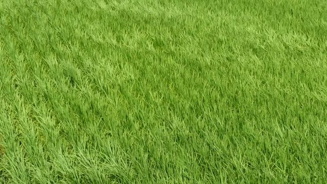 Motion view of Waving rice paddy field by wind 