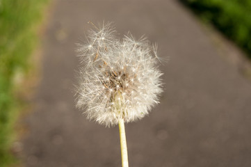 Summer. Wildflowers. White dandelion is already beginning to fly around on the background of the earth.