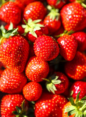 Close up of fresh organic strawberries. 