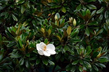 タイサンボクの大きな白い花が咲く